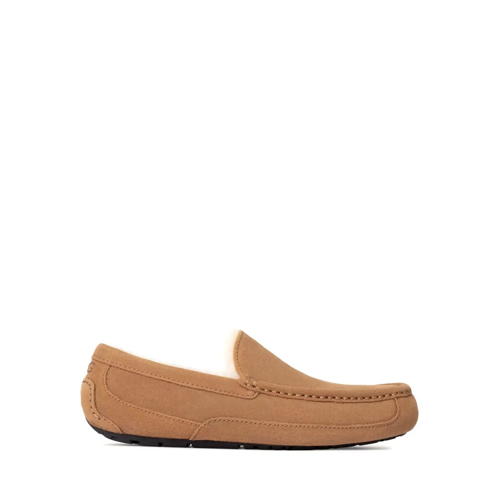M ASCOT / CHESTNUT