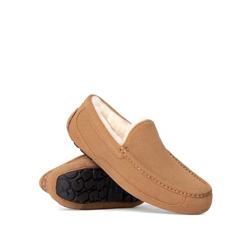 M ASCOT / CHESTNUT